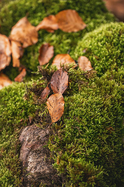 istock Macro nature pattern of moss and fallen autumn leaves 2250139037
