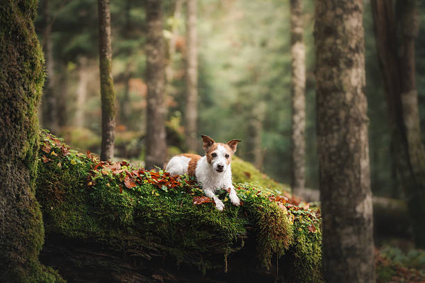 istock Small terrier enjoying calm lakeside forest in warm fall colors 2250139158