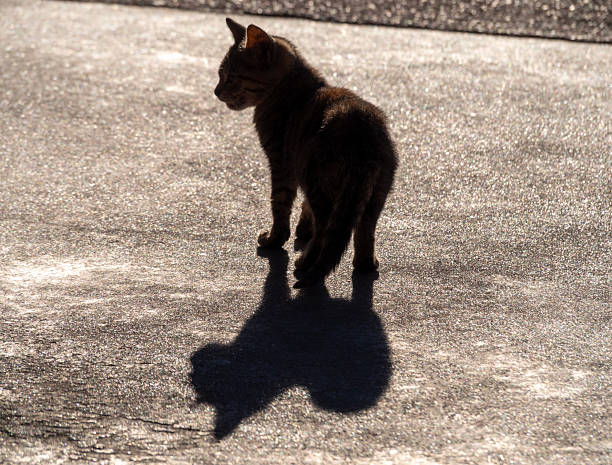 istock A stray cat sits against the sun and casts a beautiful shadow 2250139166
