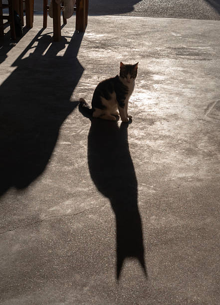 istock A stray cat sits against the sun and casts a beautiful shadow 2250139172
