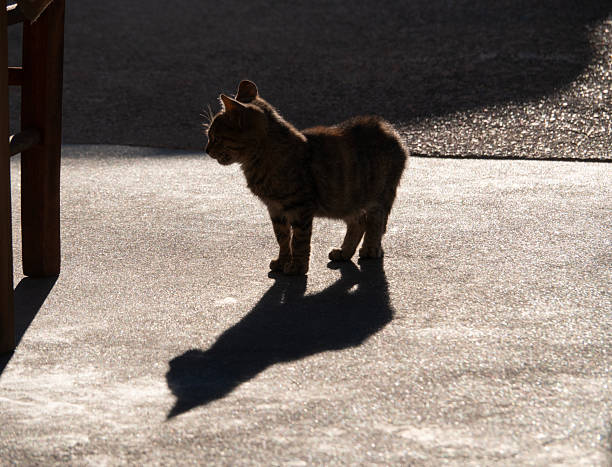 A stray cat sits against the sun and casts a beautiful shadow