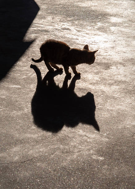 istock A stray cat sits against the sun and casts a beautiful shadow 2250139227