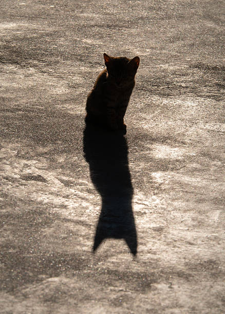 istock A stray cat sits against the sun and casts a beautiful shadow 2250139237