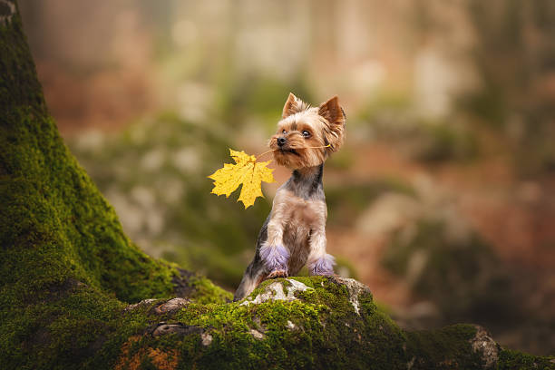 A small Yorkshire Terrier stands calmly among purple and yellow wildflowers. The mountain forest background is softly blurred.