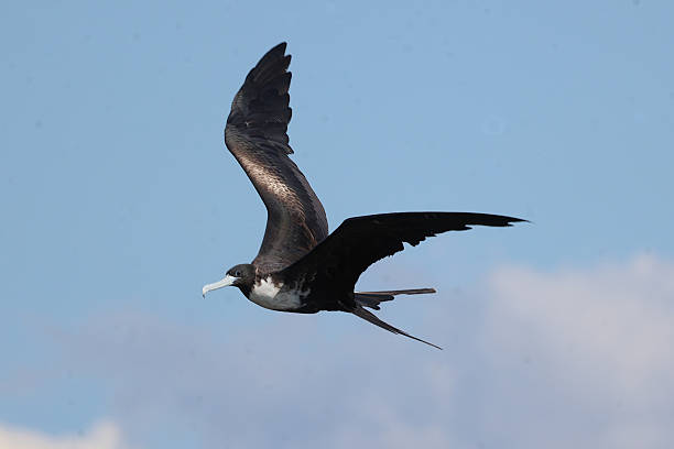 istock Female Great Frigatebird - Celestun, Mexico 2250139669