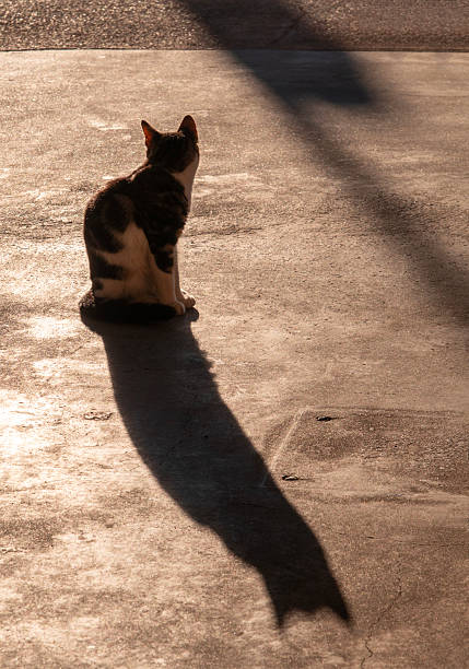 A stray cat sits against the sun and casts a beautiful shadow