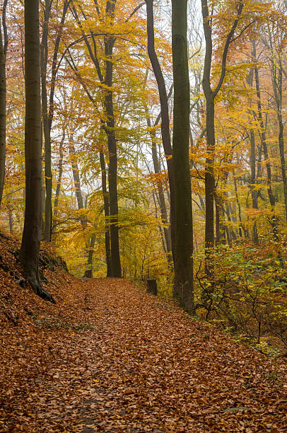 istock A Walk in the Autumn Woods 2250141387