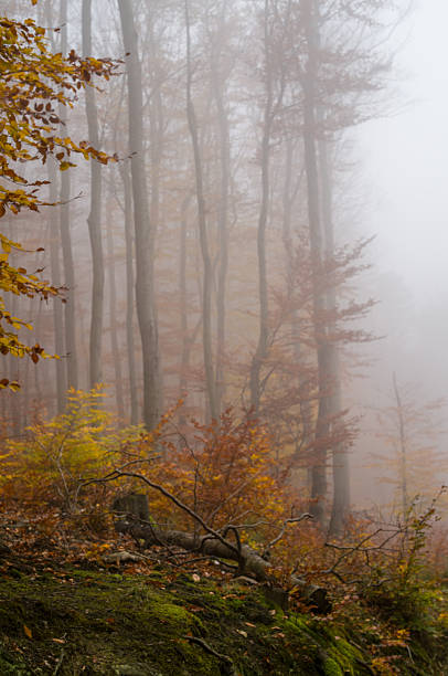 A foggy autumn forest scene. The trees are changing color, with yellow and orange leaves. The fog creates a sense of mystery and tranquility.