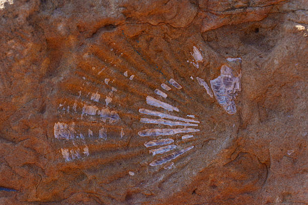 istock Ancient Shell Fossil Embedded in Textured Red Rock at Red Rock Canyon Park 2250142857
