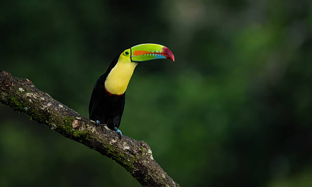 istock Toucan in Costa Rica 2250143209