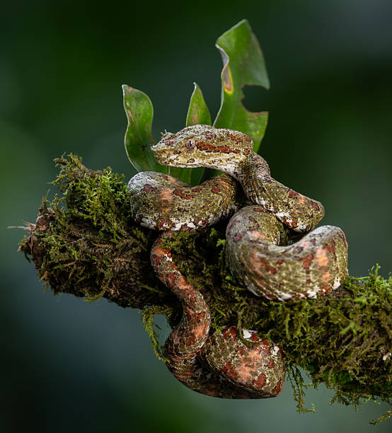 istock Eyelash Viper in Costa Rica 2250143222