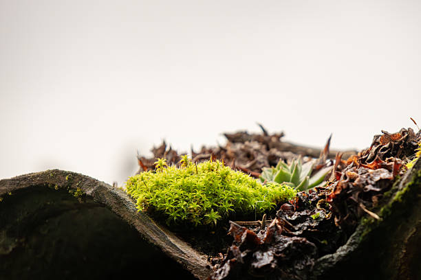 Close-up view of vibrant green moss and a small succulent growing on a piece of decaying wood. The contrasting textures of the soft moss, dry leaves, and rough bark create a natural, earthy composition. The bright greenery against the neutral background evokes themes of resilience, renewal, and organic growth.