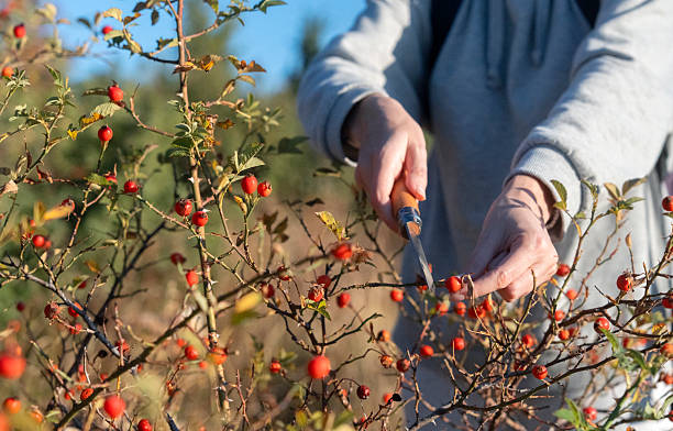Farmer harvesting organic rosehip