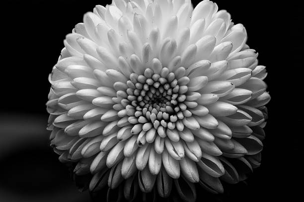 istock crysanthemum in black and white close up 2250151000
