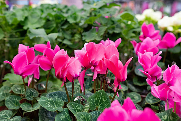 istock Pink cyclamen blossoms from above 2250152297