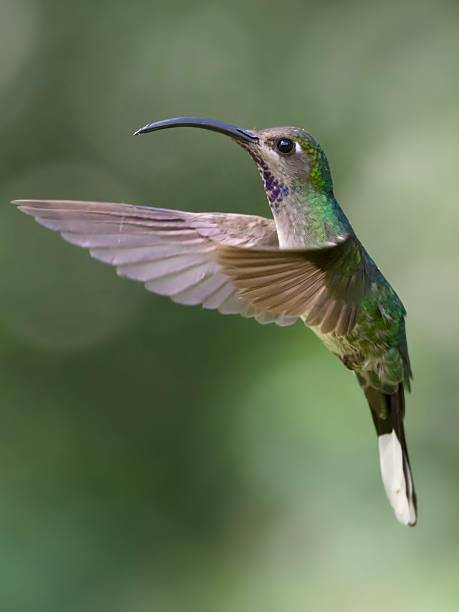 istock Purple-throated Mountain-gem hummingbird 2250154319