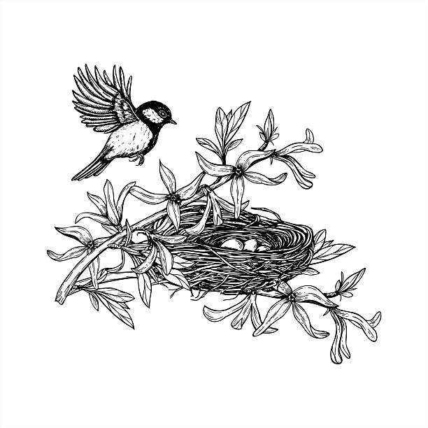 istock Vector flying tit and nest with eggs among blooming forsythia line art black ink sketch. Monochrome bird approaching its nest on plant branch etching drawing. Spring composition for coloring book 2250154898