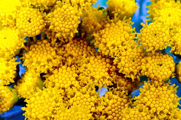 Clusters of vibrant yellow flowers display unique textured patterns, capturing the essence of spring bloom. Sunlight enhances their vivid colors, creating a joyful atmosphere.
