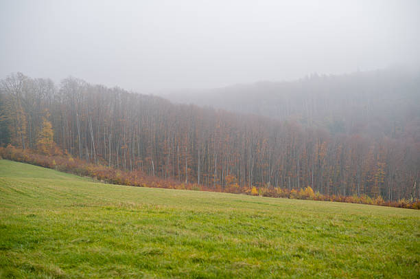 A misty autumn day obscures the forest's edge, where trees transition to their fall colors. A green field in the foreground adds contrast to the scene.