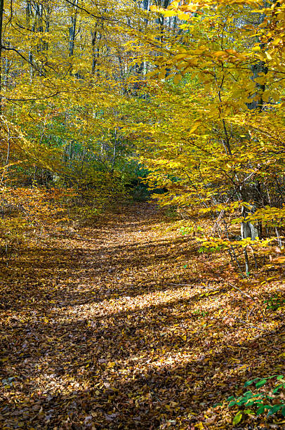 A path covered in fallen leaves winds through a forest in autumn. The trees are adorned with golden foliage, creating a vibrant and colorful scene.