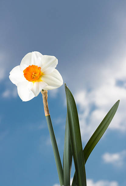 Beautiful springtime narcissus. A closeup view of daffodils in full bloom against a blue sky with puffy clouds.