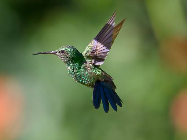 istock Violet Sabrewing (Campylopterus hemileucurus) hummingbird 2250158149