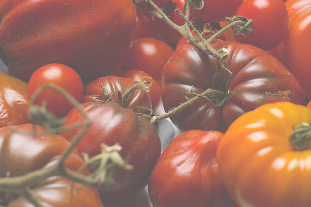 istock Dark heirloom tomatoes clustered closely with ripe cherries. 2250158363