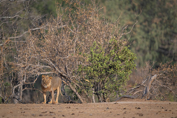 istock Male lion stands cocking head toward camera 2250158701