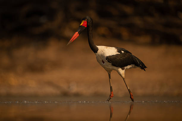 Saddle-billed stork wades through pool at dawn
