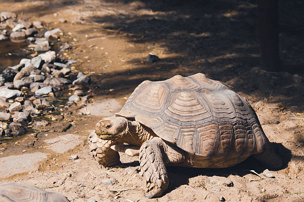 istock Land Turtle in Arid Habitat 2250161840