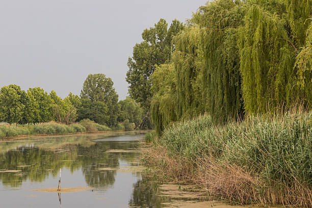 Green cane near river bank at autumn.