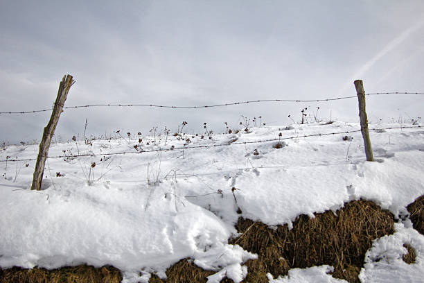 Barbed wire fence in winter