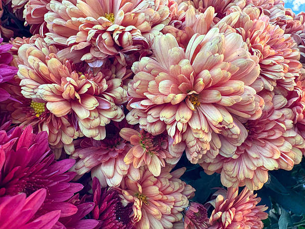 istock Chrysanthemum flowers 2250162808