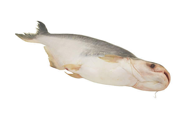 istock Fresh pangasius fish isolated on white 2250163378