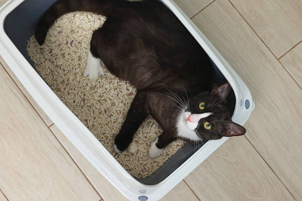 istock Cat litter box with filler on a light interior background. space for text 2250167570