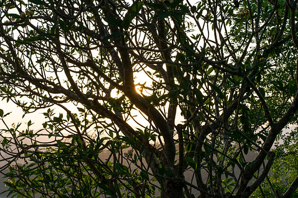Plumeria tree branches silhouetting the warm glow of a tropical sunset