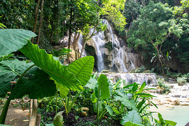 A breathtaking Kuang Si Waterfall gracefully cascading in the heart of a lush, vibrant forest, Laos