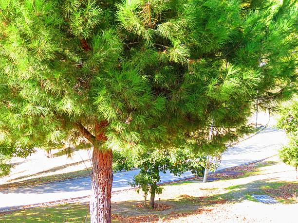 Madrid, Spain - Public park .Beautiful trees natural landscape background.