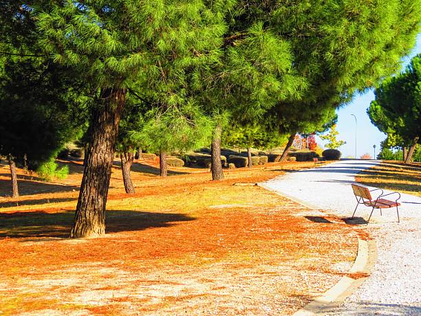 Madrid, Spain - Public park .Beautiful trees natural landscape background.