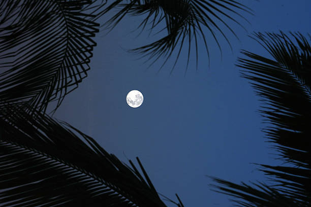 A moon rise in the Turks and Caicos Islands is epic. Colors in the sky and silhouettes from Palm Trees.