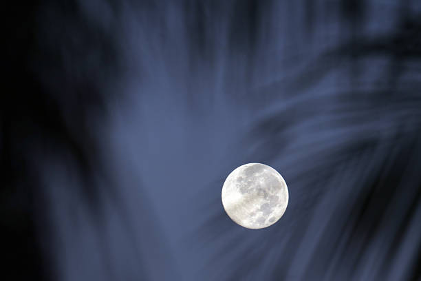 Half moon visible thourgh a willow tree during night time