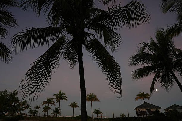 Amazing early morning by the ocean with palm trees, red sunrise and pink clouds. Beautiful landscape and vacation in Madeira island