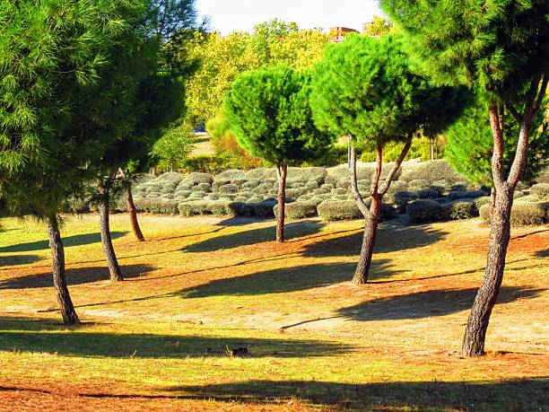 istock Beautiful trees natural landscape background. 2250170412