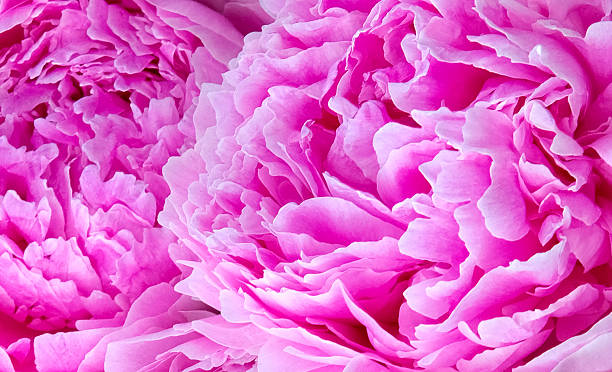 istock Pink peony flower and petals, Close-up. 2250174141