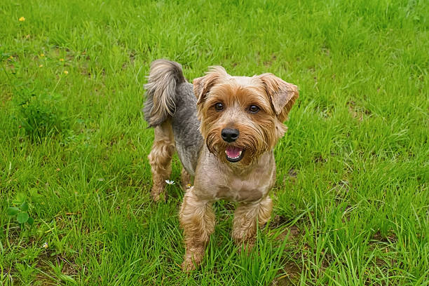 Dog. Yorkshire Terrier. A portrait of a purebred dog in a natural park. Dog show.