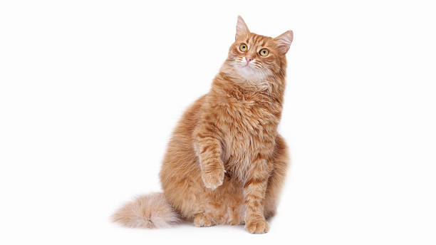 istock Ginger tabby raising paw, isolated on white 2250178884