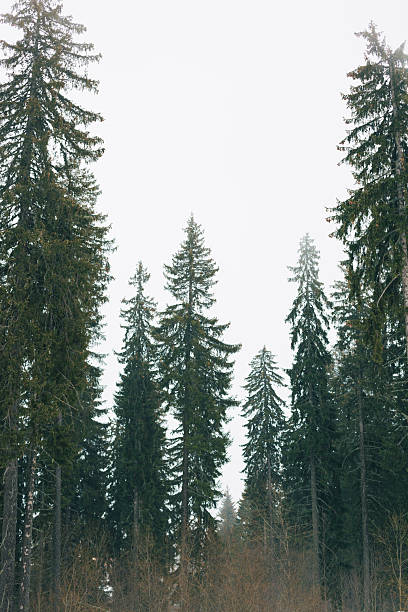 Tall pine trees standing in a dense evergreen forest on a foggy day