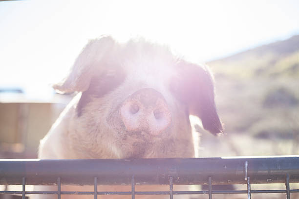 pig in the summer cute
