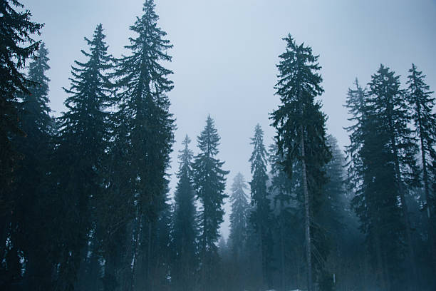 dark misty forest with fog in winter