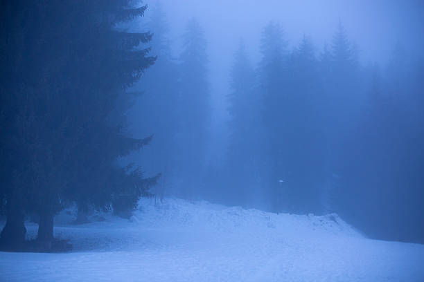 Winter forest with pine trees covered in thick fog and fresh snow creating a moody scene